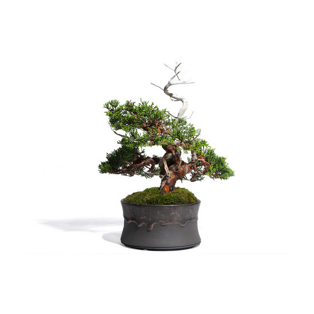 真柏 -Japanese Juniper- (推定樹齢40年)-M0013- 詳細画像